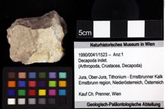 Foto (Objket + Etiketten) von ? Magila sp. 